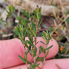 Hibbertia empetrifolia subsp. empetrifolia at Bombay, NSW - 27 Sep 2024