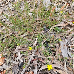 Hibbertia empetrifolia subsp. empetrifolia at Bombay, NSW - 27 Sep 2024