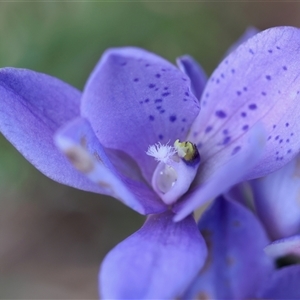 Thelymitra ixioides at Moruya, NSW - suppressed