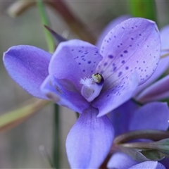 Thelymitra ixioides at Moruya, NSW - suppressed