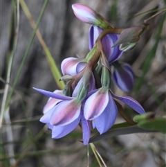 Thelymitra ixioides at Moruya, NSW - suppressed