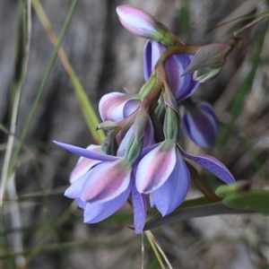 Thelymitra ixioides at Moruya, NSW - 29 Sep 2024