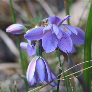 Thelymitra ixioides at Moruya, NSW - 29 Sep 2024