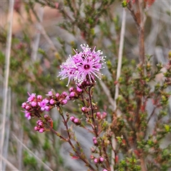 Kunzea parvifolia (Violet Kunzea) at Bombay, NSW - 27 Sep 2024 by MatthewFrawley