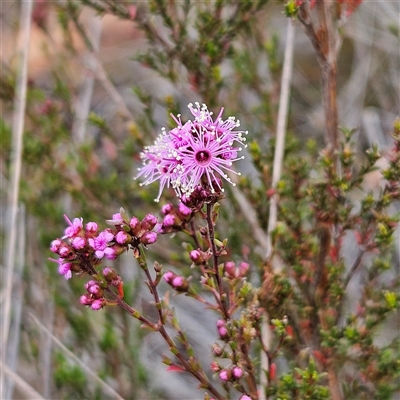 Kunzea parvifolia (Violet Kunzea) at Bombay, NSW - 27 Sep 2024 by MatthewFrawley