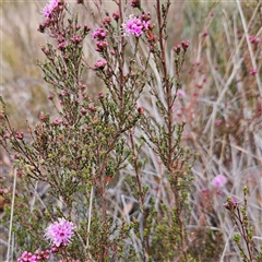 Kunzea parvifolia at Bombay, NSW - 27 Sep 2024