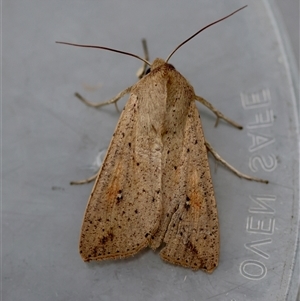 Mythimna (Pseudaletia) convecta at Moruya, NSW - 29 Sep 2024