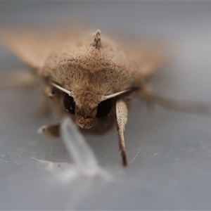 Mythimna (Pseudaletia) convecta at Moruya, NSW - 29 Sep 2024