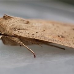 Mythimna (Pseudaletia) convecta at Moruya, NSW - 29 Sep 2024