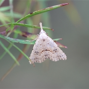 Trigonistis asthenopa at Moruya, NSW - suppressed