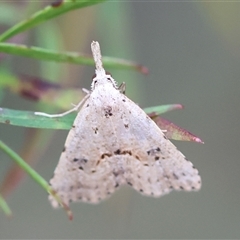 Trigonistis asthenopa at Moruya, NSW - suppressed