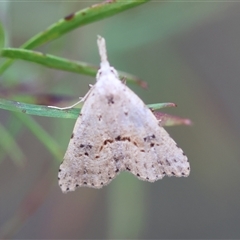 Trigonistis asthenopa at Moruya, NSW - suppressed