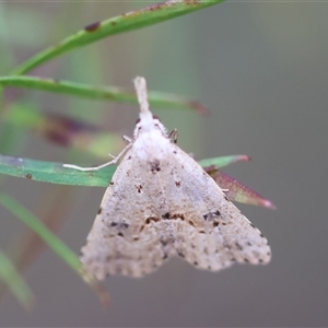 Trigonistis asthenopa at Moruya, NSW - suppressed