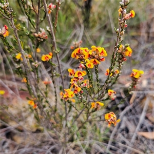 Dillwynia sericea at Bombay, NSW - 27 Sep 2024