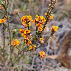 Dillwynia sericea at Bombay, NSW - 27 Sep 2024