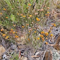 Dillwynia sericea at Bombay, NSW - 27 Sep 2024