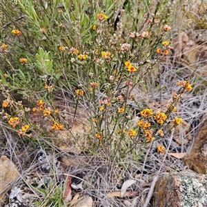 Dillwynia sericea at Bombay, NSW - 27 Sep 2024