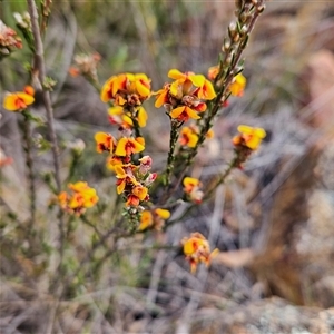 Dillwynia sericea at Bombay, NSW - 27 Sep 2024