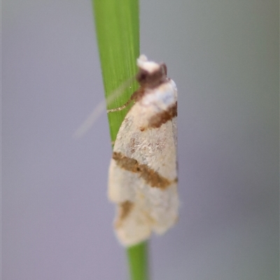 Fuscicepsana fuscicepsana (A Tortricid moth) at Moruya, NSW - 29 Sep 2024 by LisaH