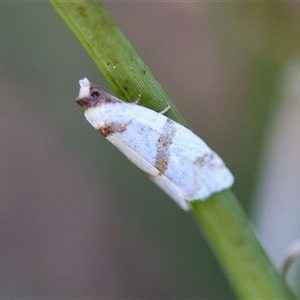 Fuscicepsana fuscicepsana at Moruya, NSW - suppressed