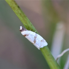 Fuscicepsana fuscicepsana at Moruya, NSW - 29 Sep 2024