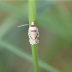 Fuscicepsana fuscicepsana at Moruya, NSW - suppressed