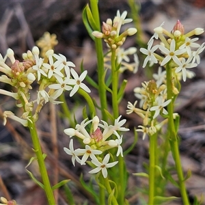 Stackhousia monogyna at Bombay, NSW - 27 Sep 2024