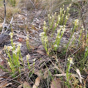 Stackhousia monogyna at Bombay, NSW - 27 Sep 2024