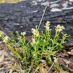 Stackhousia monogyna at Bombay, NSW - 27 Sep 2024