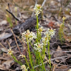 Stackhousia monogyna at Bombay, NSW - 27 Sep 2024