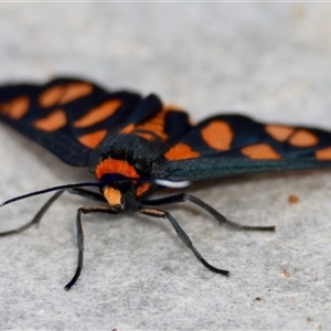 Amata nigriceps at Moruya, NSW - suppressed