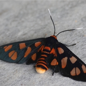 Amata nigriceps at Moruya, NSW - suppressed