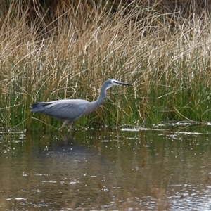 Egretta novaehollandiae at Hume, ACT - 29 Sep 2024 12:39 PM