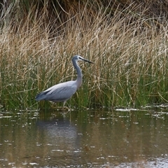 Egretta novaehollandiae at Hume, ACT - 29 Sep 2024 12:39 PM