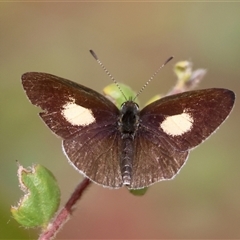 Unidentified Blue or Copper (Lycaenidae) at Moruya, NSW - 29 Sep 2024 by LisaH