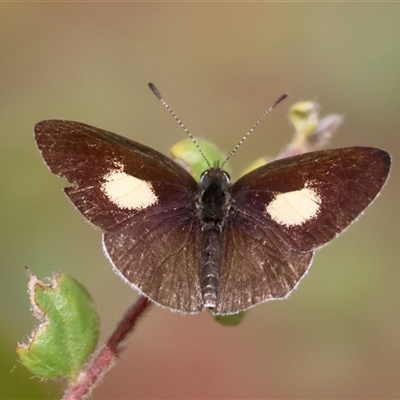 Unidentified Blue or Copper (Lycaenidae) at Moruya, NSW - 29 Sep 2024 by LisaH