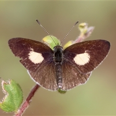 Candalides xanthospilos at Moruya, NSW - suppressed