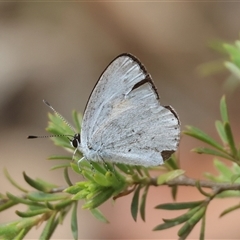 Candalides xanthospilos at Moruya, NSW - suppressed
