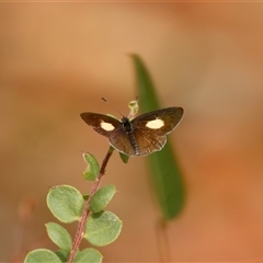 Candalides xanthospilos at Moruya, NSW - suppressed