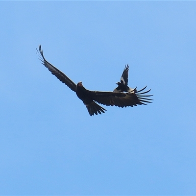 Aquila audax (Wedge-tailed Eagle) at Hume, ACT - 29 Sep 2024 by RodDeb