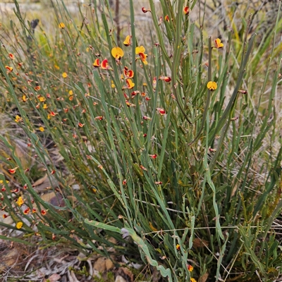 Bossiaea bombayensis (Bombay Bossiaea) at Bombay, NSW - 27 Sep 2024 by MatthewFrawley