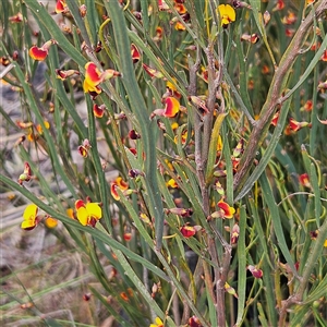 Bossiaea bombayensis at Bombay, NSW - 27 Sep 2024 03:22 PM