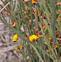 Bossiaea bombayensis at Bombay, NSW - 27 Sep 2024 03:22 PM