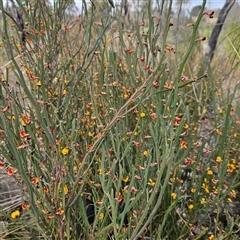 Bossiaea bombayensis at Bombay, NSW - 27 Sep 2024 03:22 PM