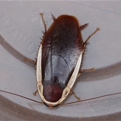 Methana parva (Spined Methana Cockroach) at Moruya, NSW - 29 Sep 2024 by LisaH