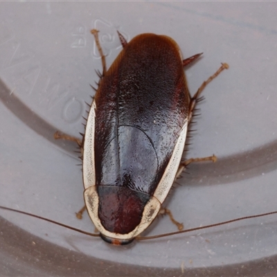 Methana parva (Spined Methana Cockroach) at Moruya, NSW - 29 Sep 2024 by LisaH