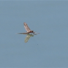 Ephemeroptera (order) (Unidentified Mayfly) at Symonston, ACT - 29 Sep 2024 by RodDeb