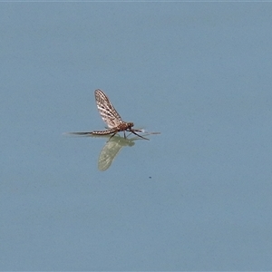 Ephemeroptera (order) at Symonston, ACT - 29 Sep 2024 01:42 PM