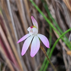 Caladenia carnea (Pink Fingers) at Bombay, NSW - 27 Sep 2024 by MatthewFrawley