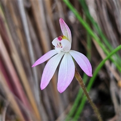 Caladenia carnea at Bombay, NSW - suppressed